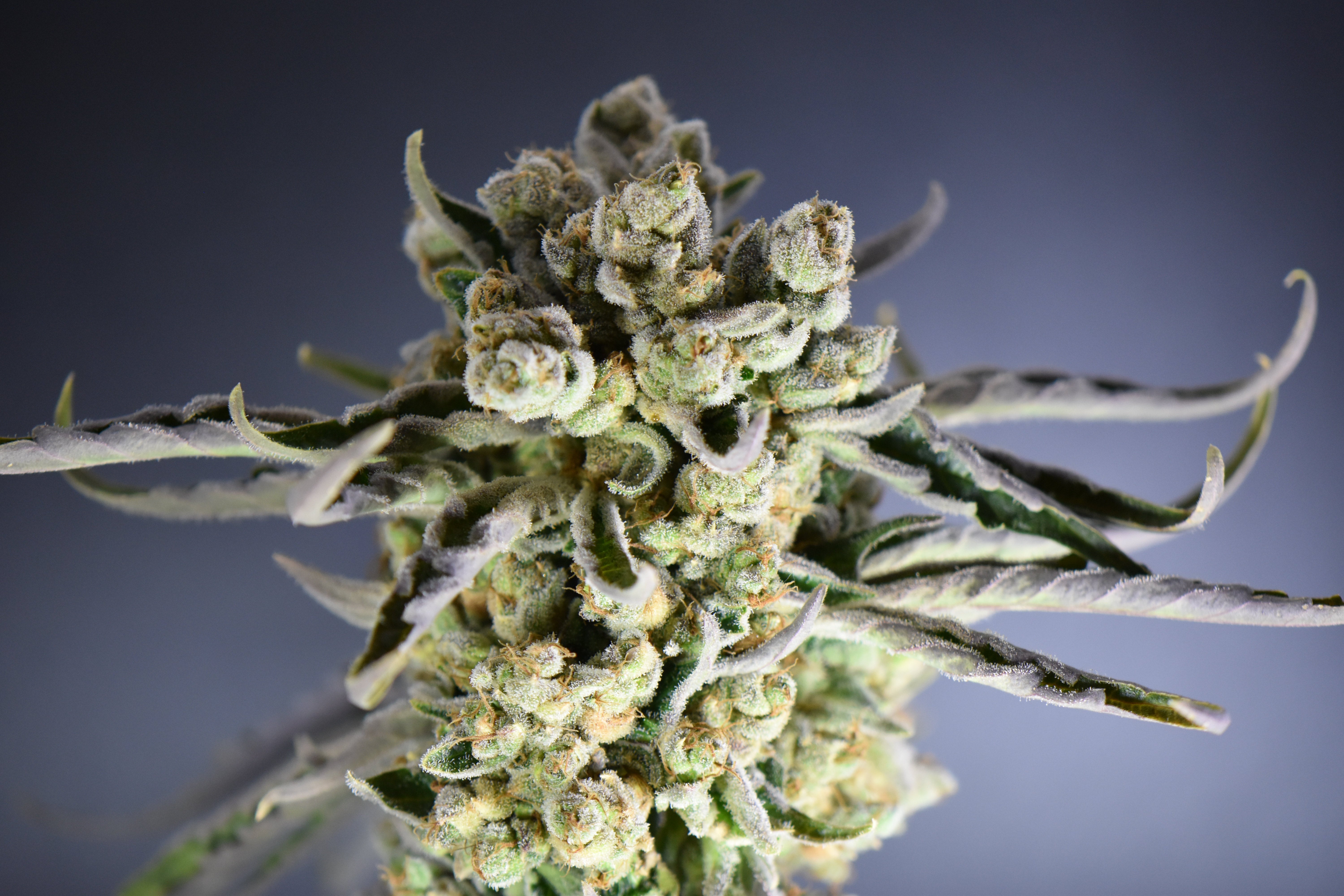 Lemonberry Fields (Lemon Margy x Strawberry Fields) x (Gelato Mint