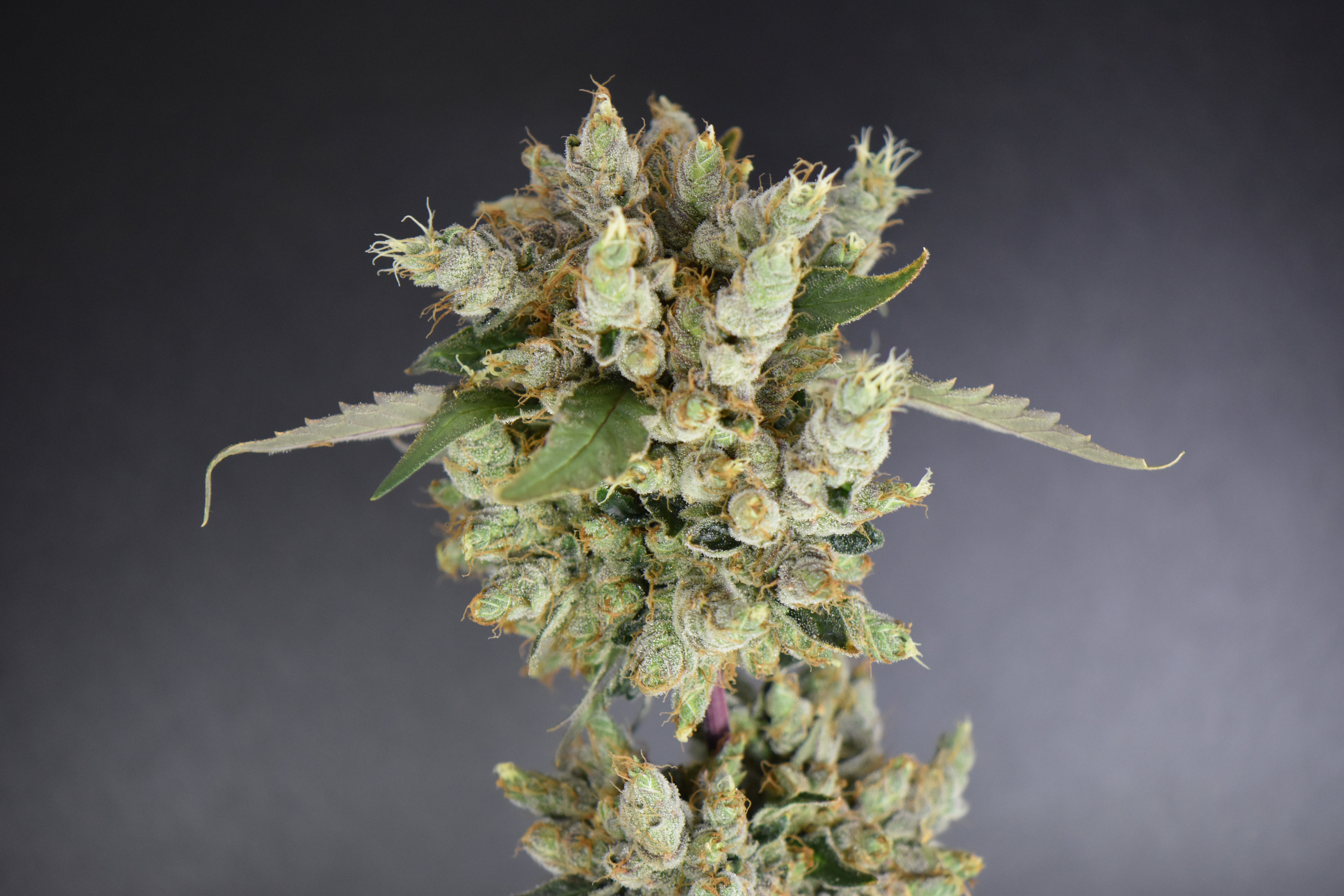 Lemonberry Fields (Lemon Margy x Strawberry Fields) x (Gelato Mint